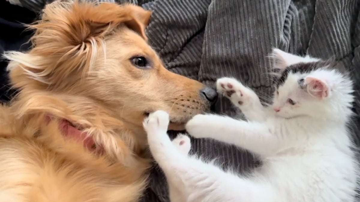 Illustration : "À force de patience, un chaton malade parvient à gagner le cœur d’un Golden Retriever et devient son meilleur ami (vidéo)"