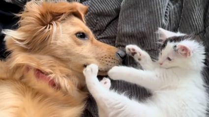 Illustration : À force de patience, un chaton malade parvient à gagner le cœur d’un Golden Retriever et devient son meilleur ami (vidéo)