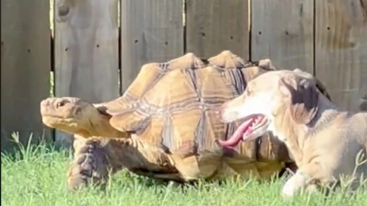 Illustration : "Ce petit Teckel adore se promener en compagnie de sa meilleure amie la tortue (vidéo)"