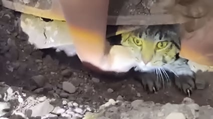 Illustration : Le choc d’une famille qui découvre que son chat disparu depuis 2 mois se trouve sous ses pieds 