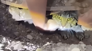 Illustration : "Le choc d’une famille qui découvre que son chat disparu depuis 2 mois se trouve sous ses pieds "