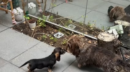 Illustration : Ce chien n’est pas ravi d’avoir un nouveau frère chiot et le fait savoir (vidéo) 