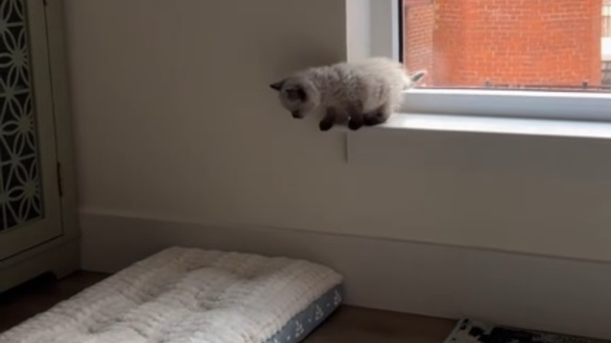 Illustration : "Un chaton Ragdoll prend son courage à 2 pattes et effectue son tout premier saut 