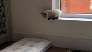 Illustration : "Un chaton Ragdoll prend son courage à 2 pattes et effectue son tout premier saut 