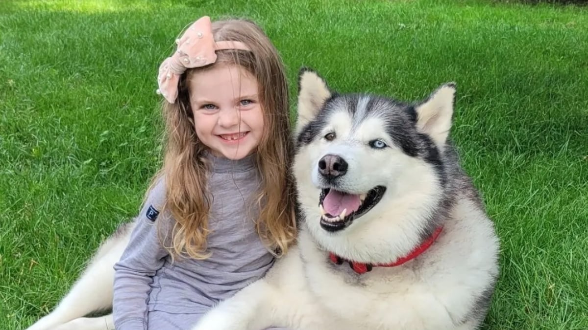 Illustration : "Une malicieuse petite fille vole le Husky de sa voisine pour aller jouer avec lui et le remplace par un chien en peluche (vidéo)"