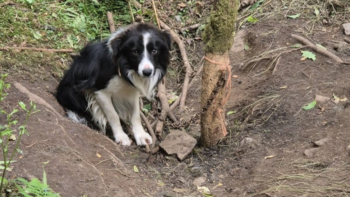 Illustration : "Un Border Collie découvert enchaîné dans la forêt reçoit les soins nécessaires pour une vie nouvelle"