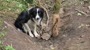 Illustration : Un Border Collie découvert enchaîné dans la forêt reçoit les soins nécessaires pour une vie nouvelle