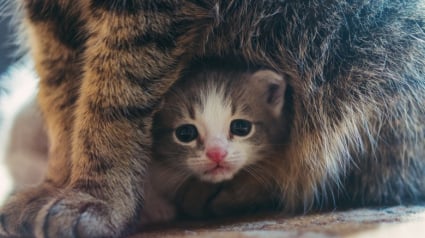 Illustration : Un chat refuse que sa propriétaire approche le chaton nouvellement arrivé dans le foyer et le fait savoir d’une manière très claire (vidéo)