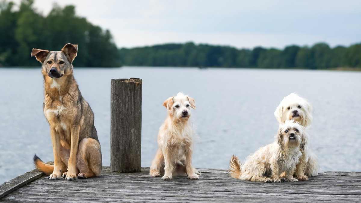 Illustration : "10 coups de pouce de votre chien pour vous aider à trouver l’amour"