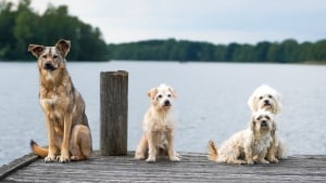 Illustration : 10 coups de pouce de votre chien pour vous aider à trouver l’amour