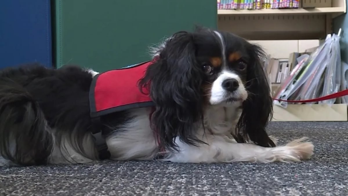 Illustration : "Pour inciter les enfants à aimer la lecture, une bibliothèque leur propose de lire leur livre préféré à Lovie, une adorable femelle Cavalier King Charles (vidéo)"