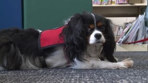 Illustration : Pour inciter les enfants à aimer la lecture, une bibliothèque leur propose de lire leur livre préféré à Lovie, une adorable femelle Cavalier King Charles (vidéo)