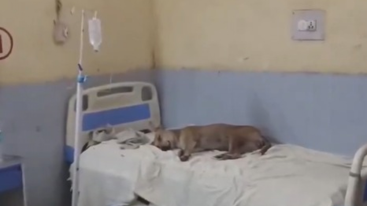 Illustration : "Un chien errant choisit un lit d’hôpital pour se reposer de son quotidien difficile (vidéo)"