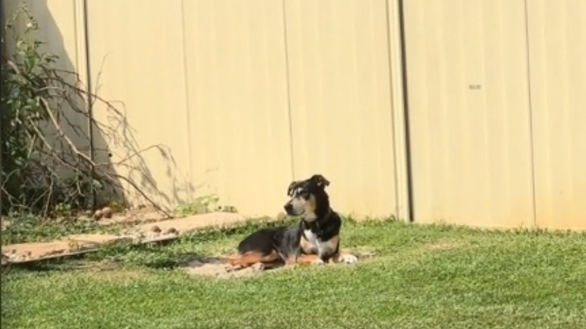 Illustration : "Chaque jour, ce chien se recueille dans un coin spécifique du jardin pour honorer sa meilleure amie disparue (vidéo)"