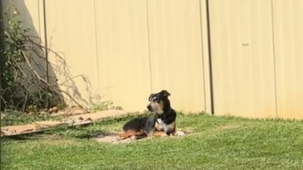 Illustration : Chaque jour, ce chien se recueille dans un coin spécifique du jardin pour honorer sa meilleure amie disparue (vidéo)