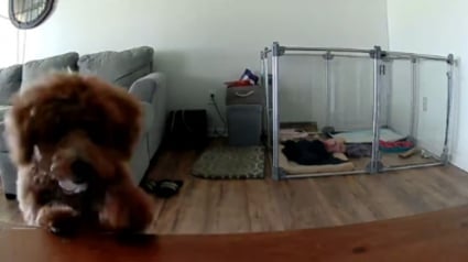 Illustration : Une caméra de surveillance capture une Goldendoodle seule à la maison qui transforme un chouchou en jouet préféré (vidéo)