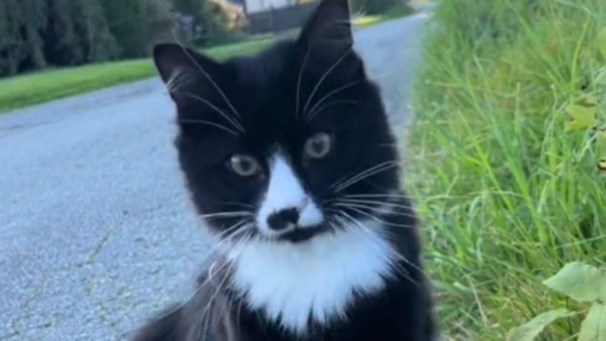 Illustration : "Ce chat est fasciné par les moutons qu'il voit pour la première fois de sa vie (vidéo) "