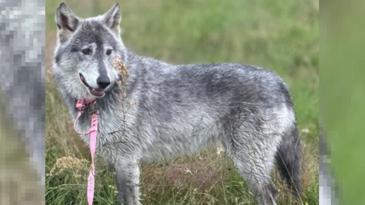 Illustration : "Après avoir été confondue avec un loup, une chienne en fugue est retrouvée saine et sauve après 5 jours"