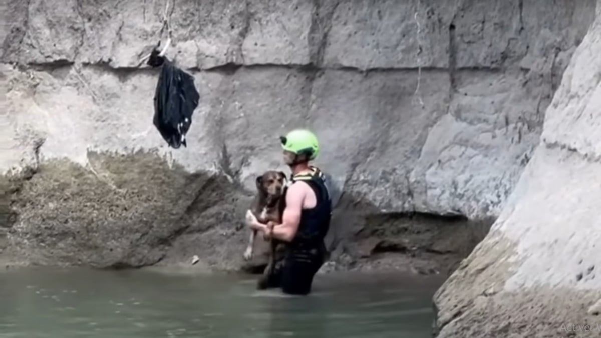 Illustration : "Alertés par des golfeurs, ils sauvent un chien pris au piège dans un ruisseau et découvrent que sa famille le cherchait depuis 2 jours"