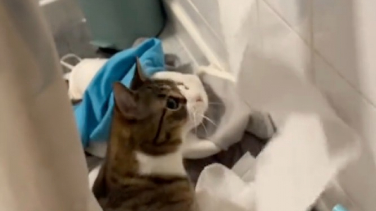 Illustration : "Un chat joueur découvre un rouleau de papier toilette et s'amuse comme un petit fou (vidéo)"