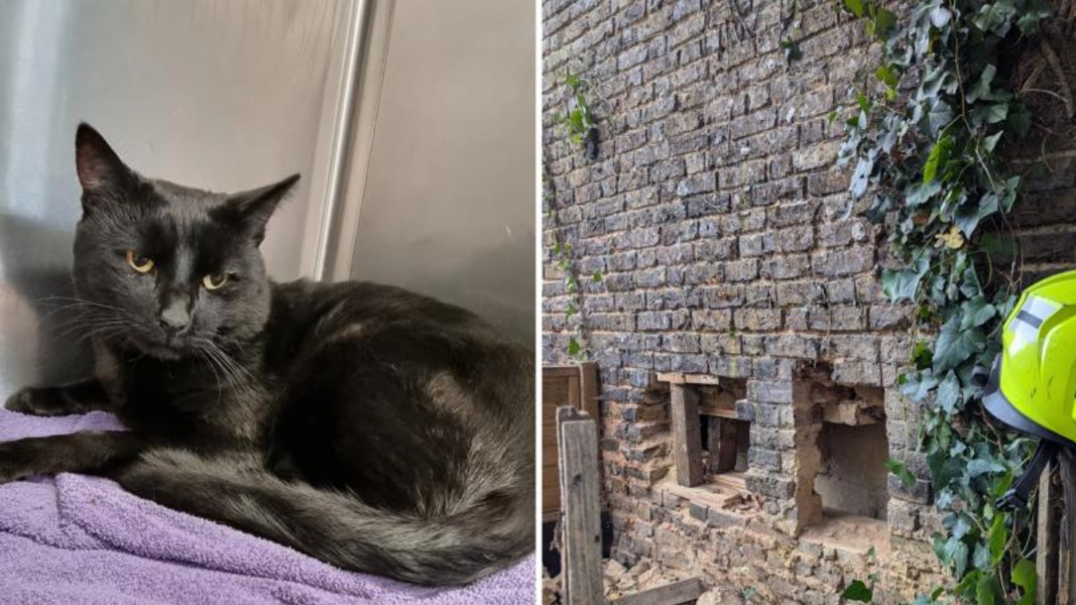 Illustration : "Des pompiers et des bénévoles unissent leurs forces pour sauver un chat prisonnier d’un espace de 13 centimètres entre deux maisons"