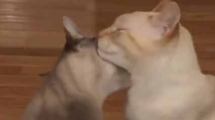 Illustration : Après l'avoir ignoré pendant 2 ans, un Siamois se prend d'affection pour l'autre chat de la famille (vidéo)