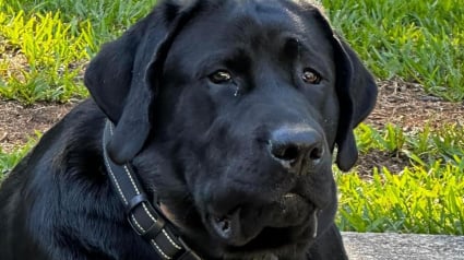 Illustration : Des pompiers consacrent leur temps libre à la recherche d'un chien introuvable depuis un grave accident de la route et redonnent le sourire à sa famille