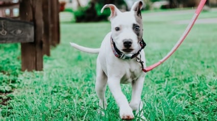 Illustration : Une vétérinaire fait tout son possible pour sauver un chiot atteint de tétanos et le comble de bonheur en l'adoptant