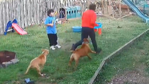 Illustration : Un chien héros protège des enfants d’un homme dangereux qui s’est introduit dans leur jardin