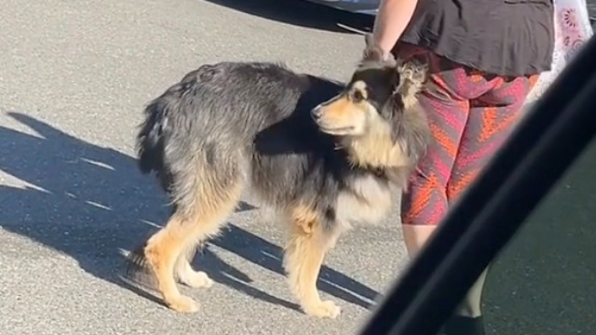 Illustration : "Après avoir été témoin de l’abandon déchirant d’un chien tremblant de peur, une bénévole d’un refuge est heureuse d’annoncer qu’il a retrouvé un nouveau foyer (vidéo)"