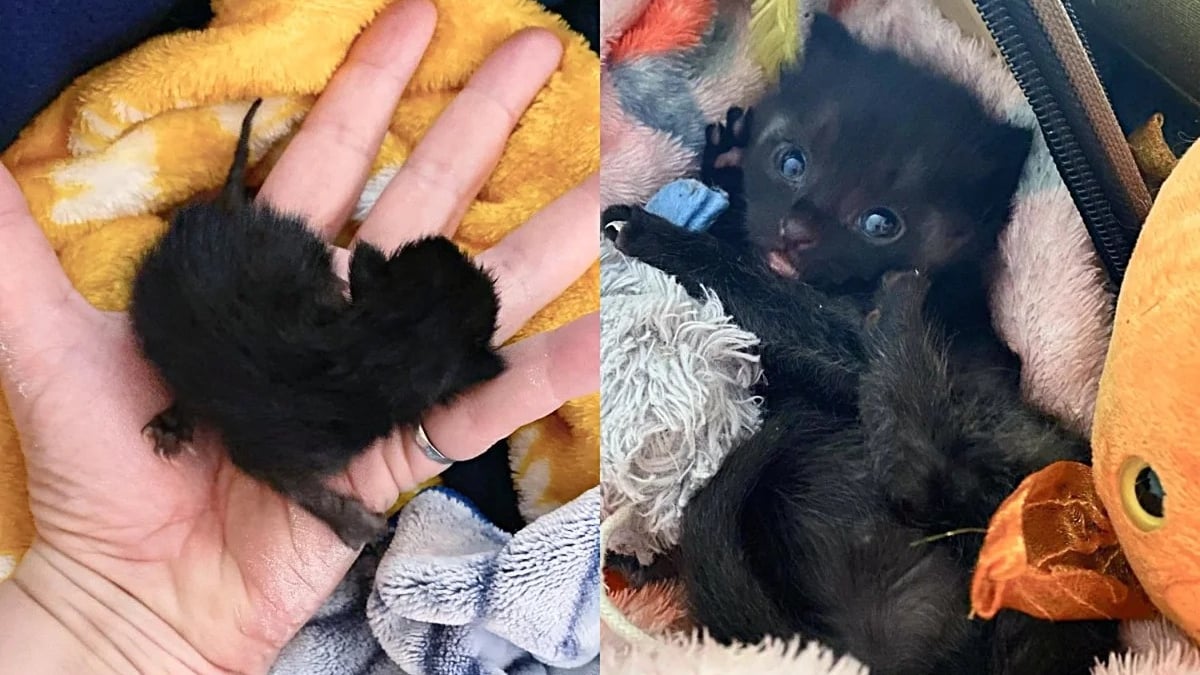 Illustration : "Déterminé à vivre, un chaton nouveau-né abandonné par sa maman se bat courageusement pour prendre du poids"