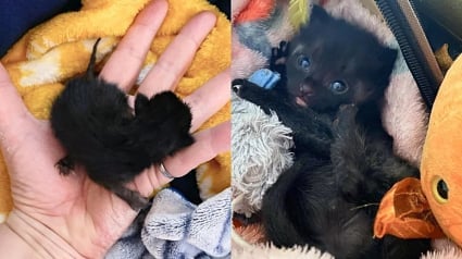 Illustration : Déterminé à vivre, un chaton nouveau-né abandonné par sa maman se bat courageusement pour prendre du poids