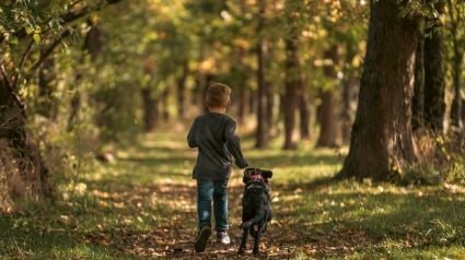 Illustration : Un chien sauve un enfant autiste perdu dans la nature, mais son acte héroïque a frôlé la tragédie