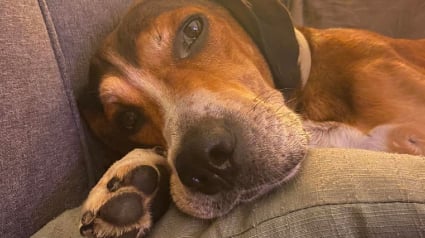 Illustration : Un chien volé en plein jour devant un supermarché reste introuvable pendant une semaine mais retrouve sa famille grâce à la vigilance d'une jeune fille