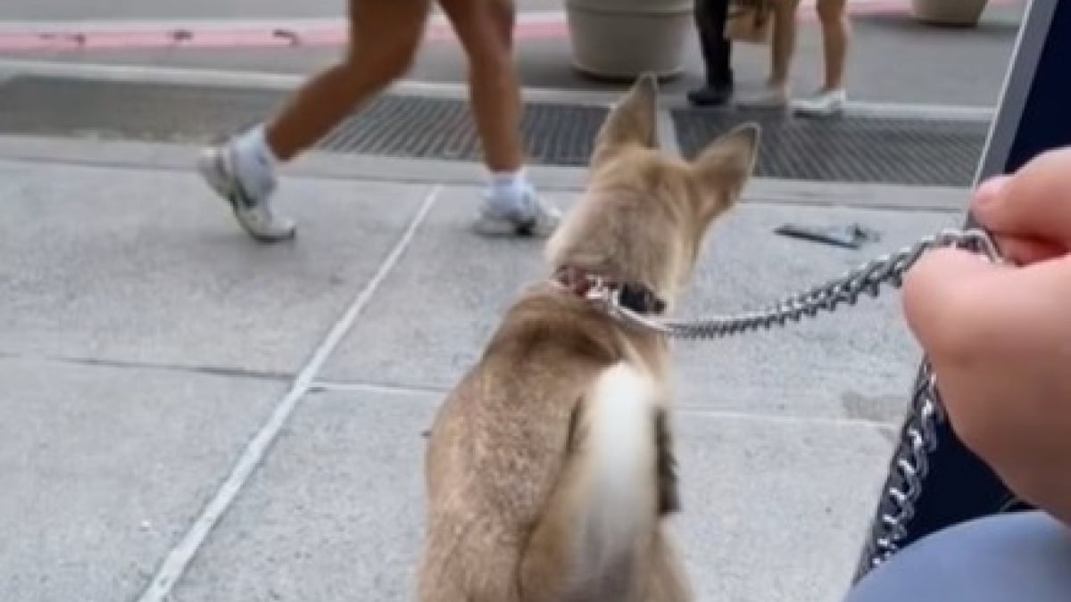 Illustration : "Pourtant excité de se rendre à un événement d’adoption, ce chien a été ignoré toute la journée et espère une nouvelle vie (vidéo)"