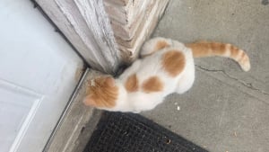 Illustration : "Un chat patientait devant les portes des maisons dans l’espoir qu’on le laisse entrer, puis son rêve s'est réalisé"