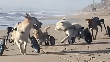 Illustration : Malgré leur handicap, ces chiens de sauvetage s’amusent comme des fous à la plage (vidéo)