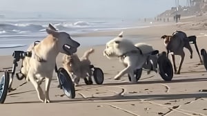 Illustration : "Malgré leur handicap, ces chiens de sauvetage s’amusent comme des fous à la plage (vidéo)"