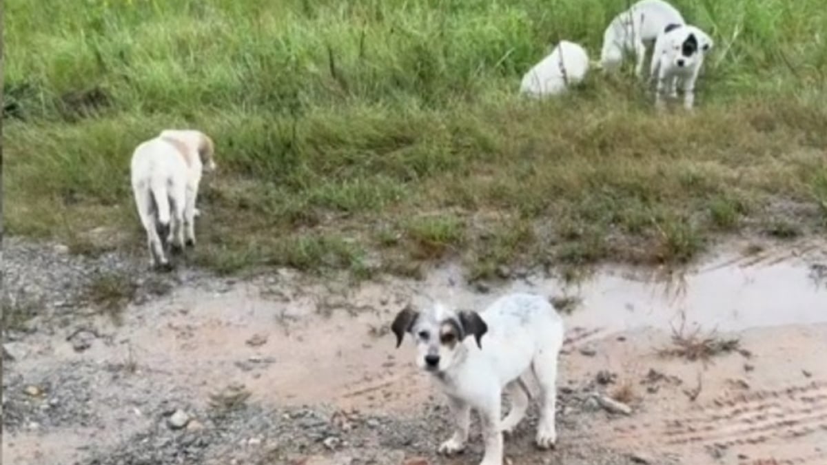 Illustration : "En plein tournage d'une vidéo automobile, cet homme n'hésite pas à recueillir 5 chiots découverts au bord d'une route boueuse et isolée pour changer leur vie"