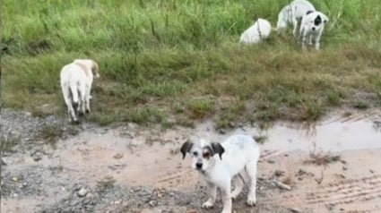 Illustration : En plein tournage d'une vidéo automobile, cet homme n'hésite pas à recueillir 5 chiots découverts au bord d'une route boueuse et isolée pour changer leur vie