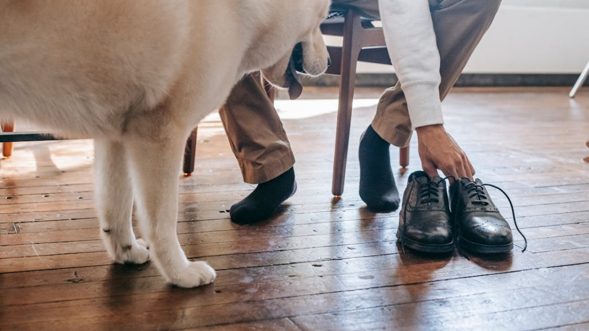 Illustration : "9 arguments permettant d’expliquer pourquoi votre chien voue une passion pour vos chaussures"