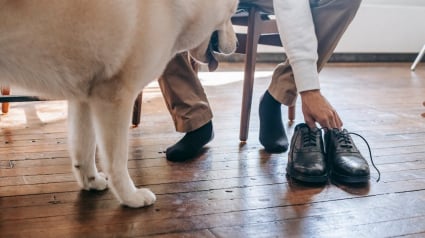 Illustration : 9 arguments permettant d’expliquer pourquoi votre chien voue une passion pour vos chaussures