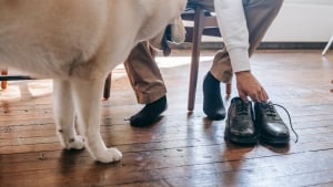 Illustration : 9 arguments permettant d’expliquer pourquoi votre chien voue une passion pour vos chaussures