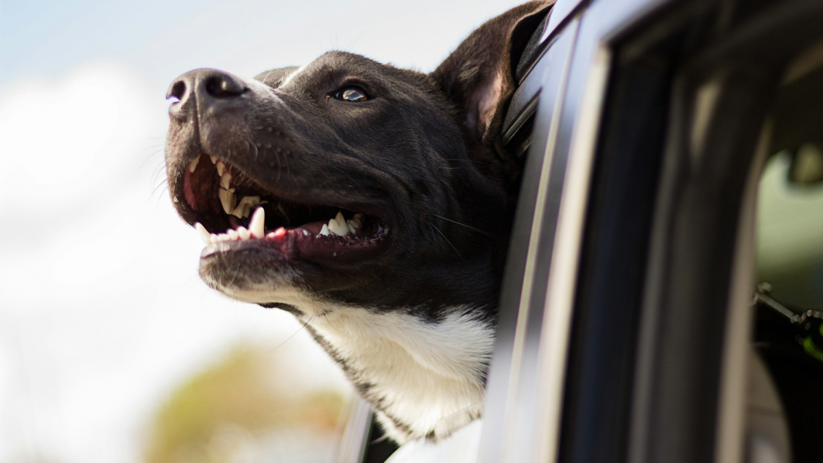 Illustration : "Voyager en voiture avec son chien, les bonnes pratiques"