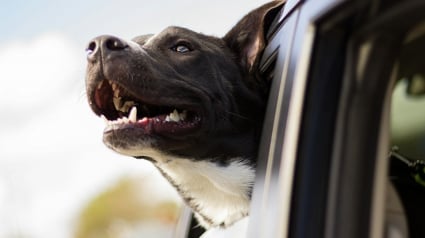 Illustration : Voyager en voiture avec son chien, les bonnes pratiques