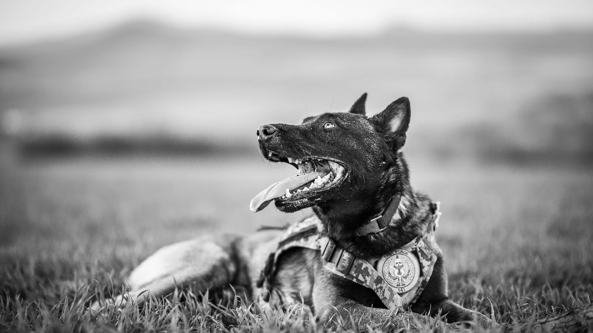 Illustration : "Un chien policier héroïque lancé à la poursuite d'un suspect résiste à un étranglement qui lui fait perdre conscience et parvient à l'interpeller"