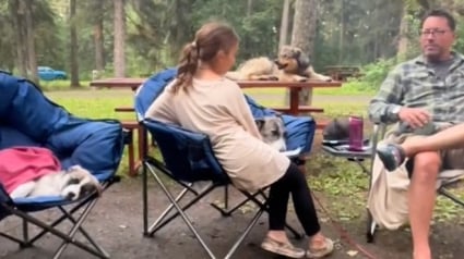 Illustration : Lors de ses vacances au camping, une jeune fille fait le vœu d’avoir un nouveau chien et le destin lui en envoie 2 (vidéo)