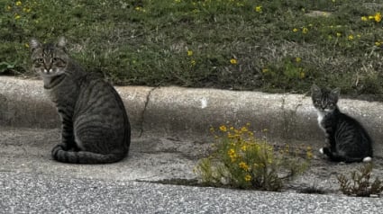 Illustration : Un chaton abandonné puis adopté par une colonie de félins errants découvre enfin la vie de chat d'intérieur (vidéo)