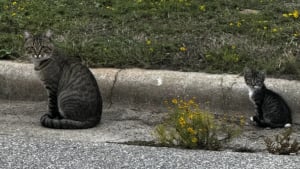 Illustration : "Un chaton abandonné puis adopté par une colonie de félins errants découvre enfin la vie de chat d'intérieur (vidéo)"