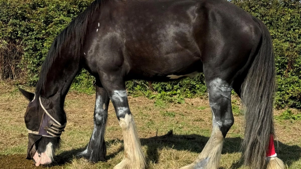 Illustration : "Policiers, pompiers et vétérinaires unissent leurs forces pendant 4 heures pour sauver un cheval avec 3 jambes piégées dans une grille"